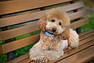 《艾尔登法环》限量印刷画公布 一张最贵超1200美元